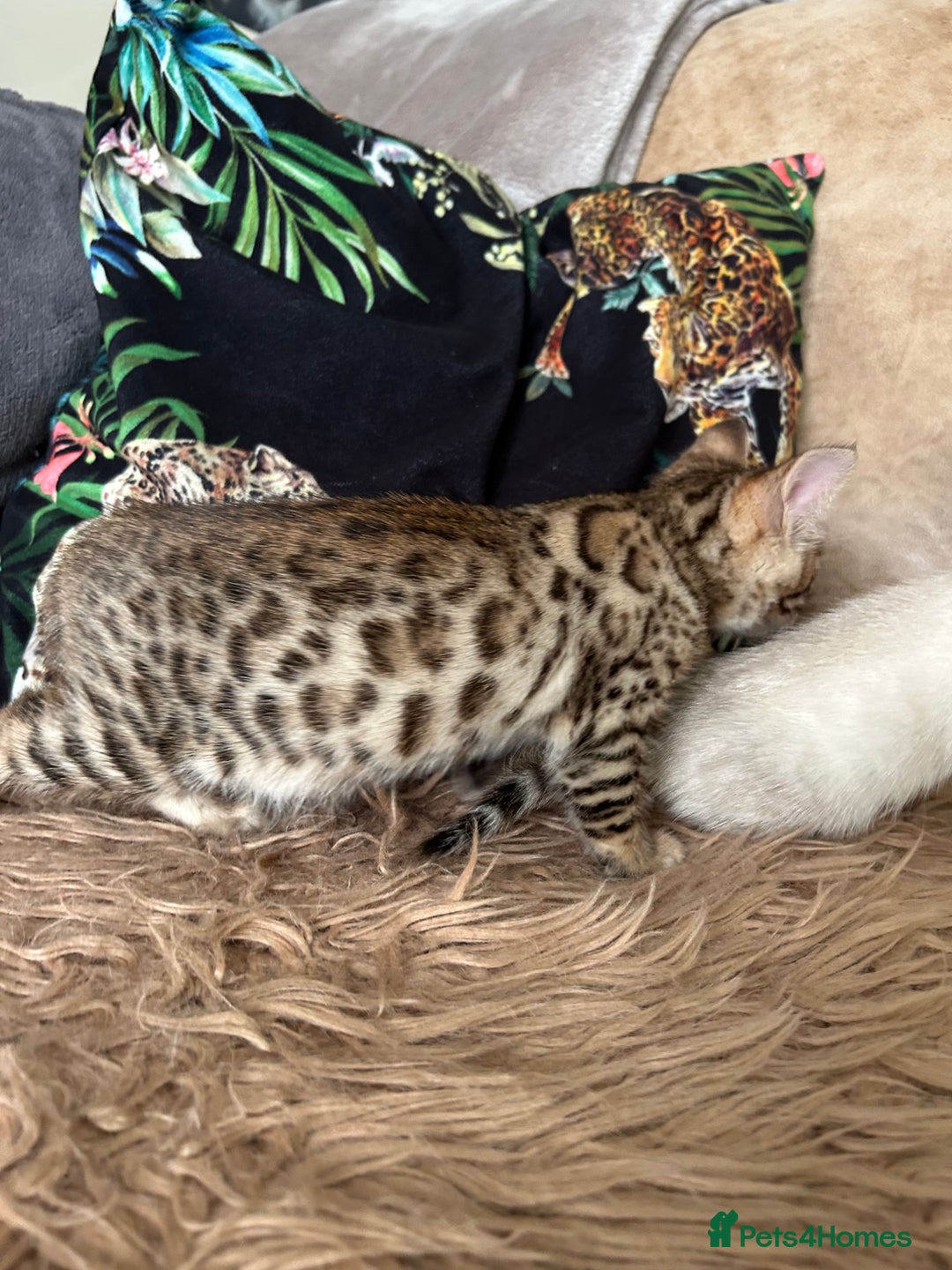 Bengal cats for sale: ❤️ PURE BENGAL KITTENS ❤️ - Image 25