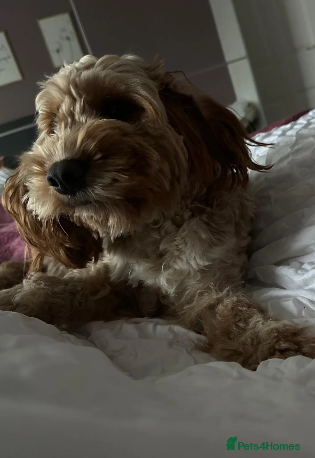 Cockapoo dogs for sale: F1 cockapoo  in Leamington Spa - Advert 2