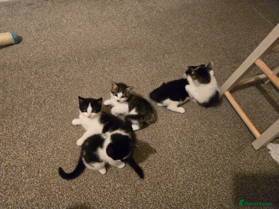 Mixed Breed cats for sale: Fluffy kittens  - Image 7