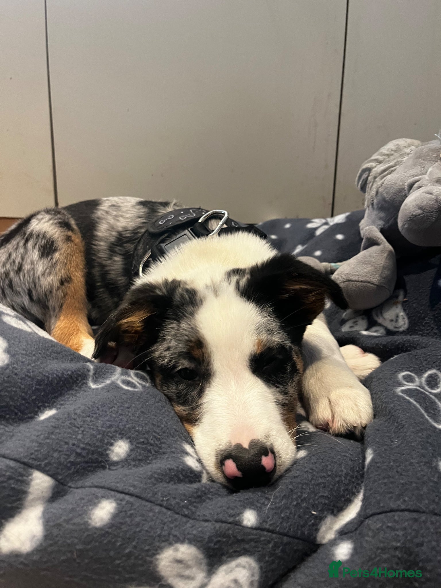 Border Collie dogs for sale: beautiful blue merle last boy left  - Advert 3