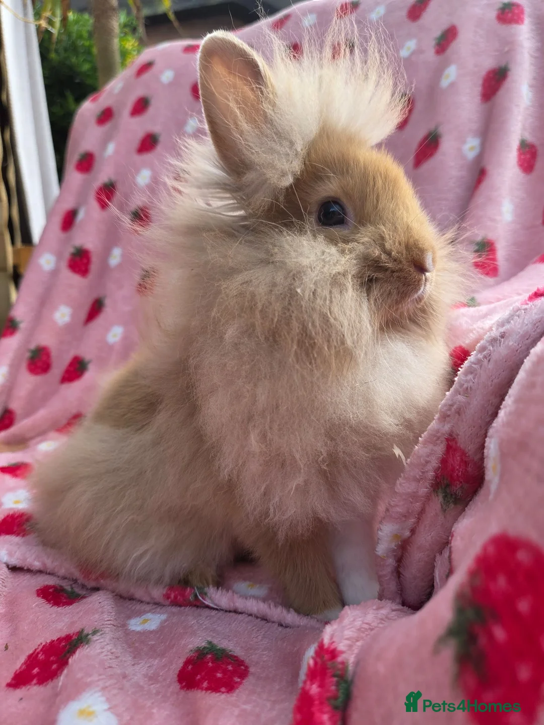 Lionhead rabbits for sale: 14 week old VERY TAME broken ginger lion head boy - Advert 13