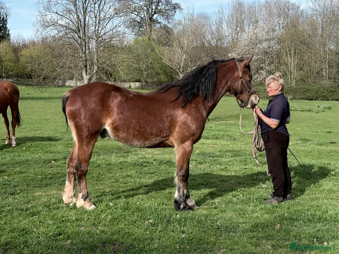 Welsh Section D horses for sale: Perfect summer project! Welsh sec D gelding  in Taunton - Advert 1