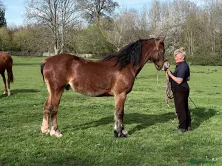 Welsh Section D horses Perfect summer project! Welsh sec D gelding - Advert 5