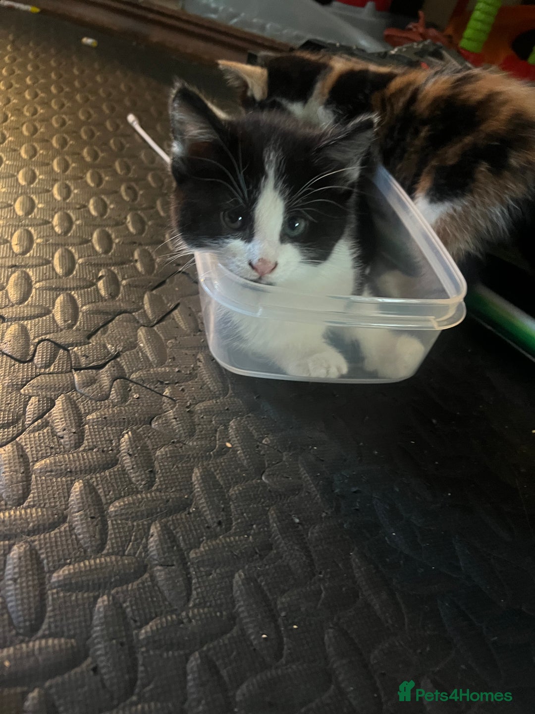 Maine Coon cats for sale: Kittens for sale  - Image 8