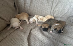 Chug dogs for sale: Chihuahua/chug puppies - Image 1