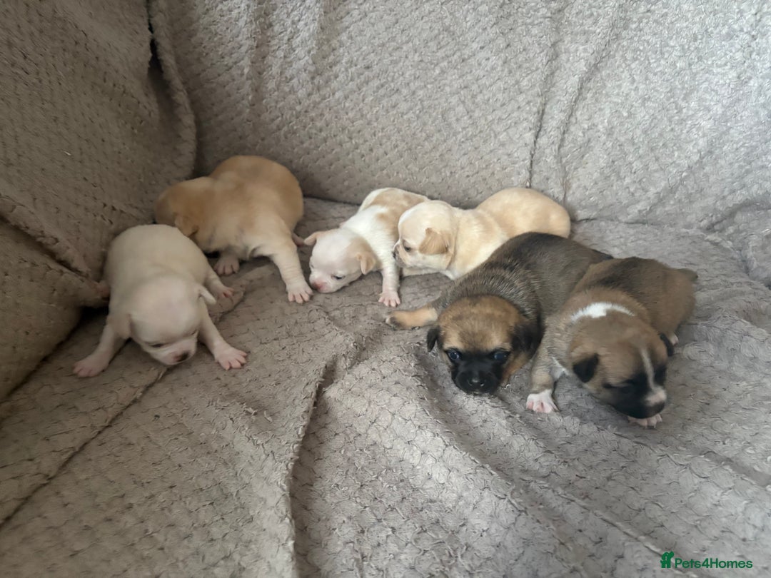 Chug dogs for sale: Chihuahua/chug puppies - Image 1