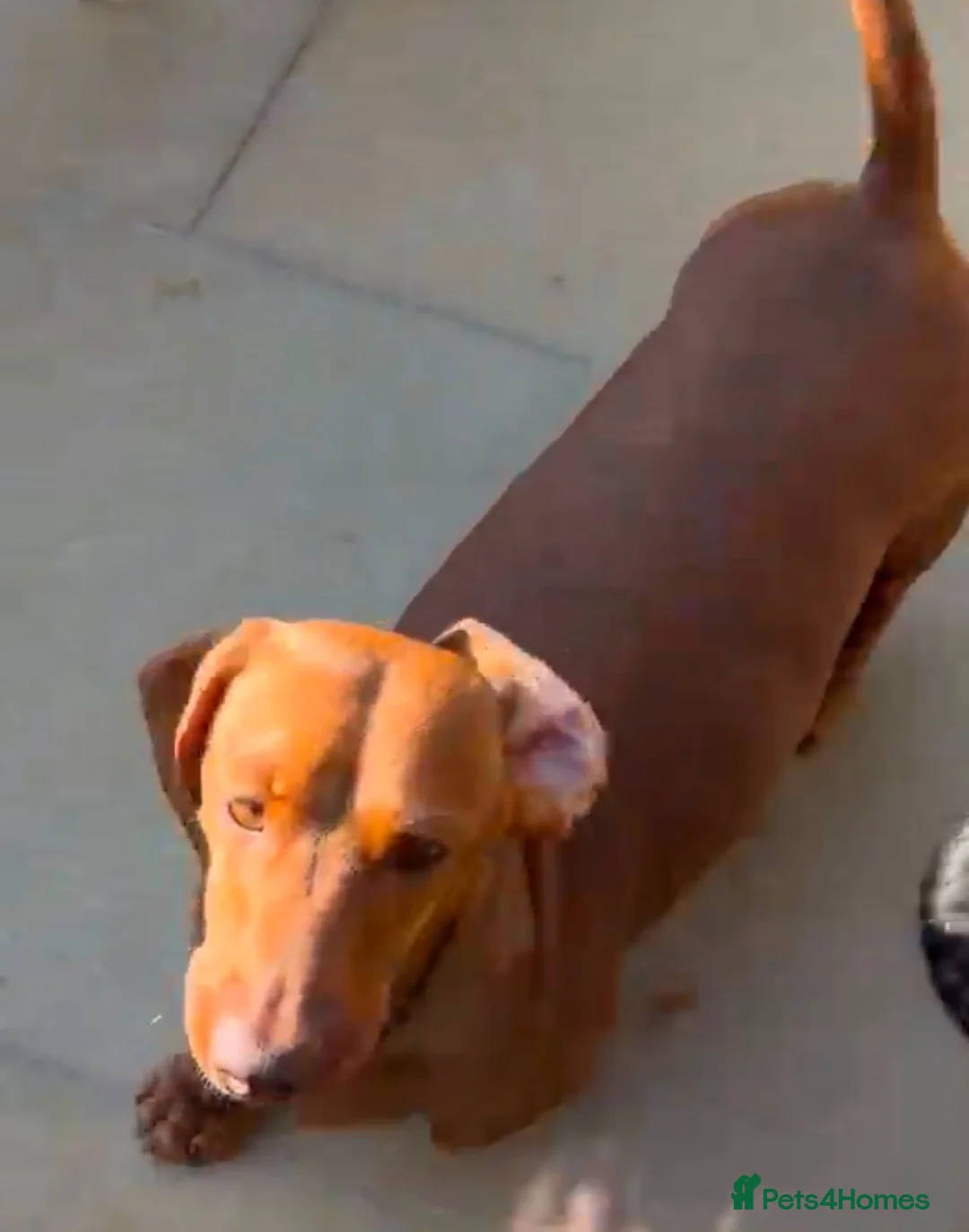 Miniature Dachshund dogs for sale: 💙💙One Chocolate Based Red Boy Left💙💙 - Advert 4