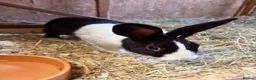 Mixed Breed rabbits for sale: Rabbits for Sale  - Advert 8