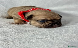 French Bulldog dogs for sale: Four beautiful healthy female French Bulldogs - Image 14