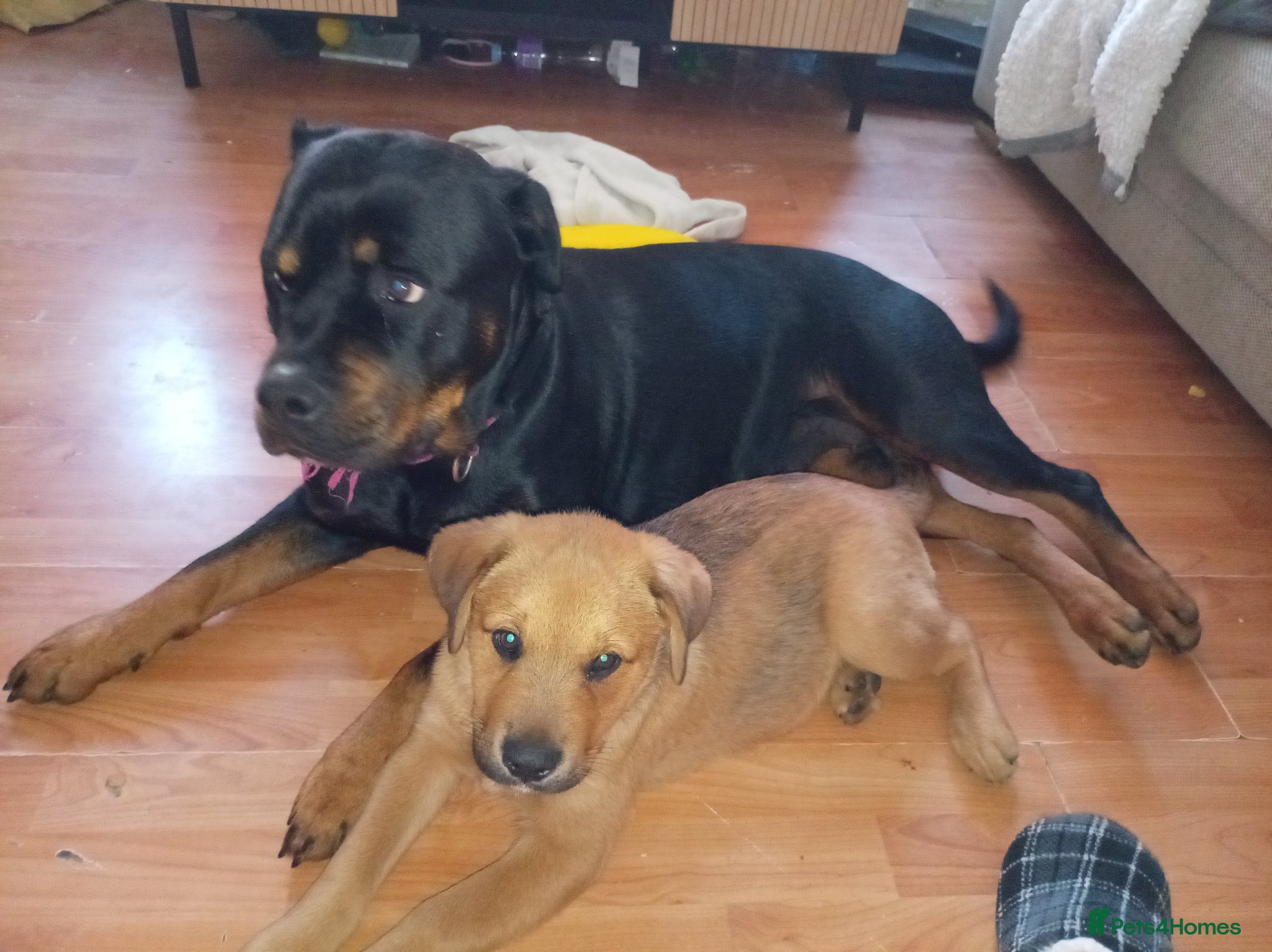 Mixed Breed dogs 5 month old male Rottweiler - Advert 3