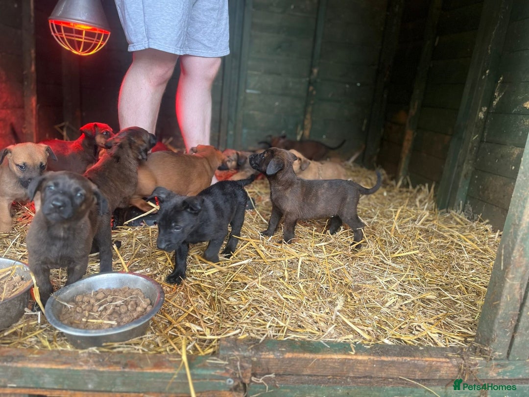 Belgian Shepherd Dog dogs for sale: Litter  - Image 11