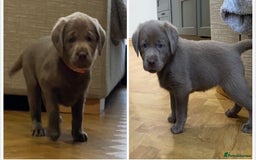 Labrador Retriever dogs for sale:  Ready for collection from today 🩶💚🩶   - Image 27