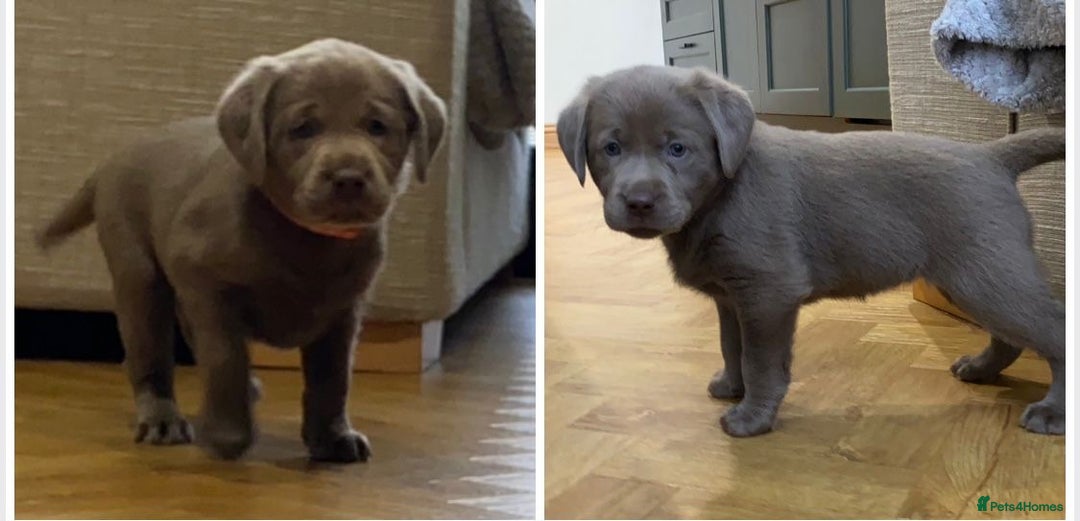 Labrador Retriever dogs for sale:  Ready for collection from today 🩶💚🩶   - Image 27