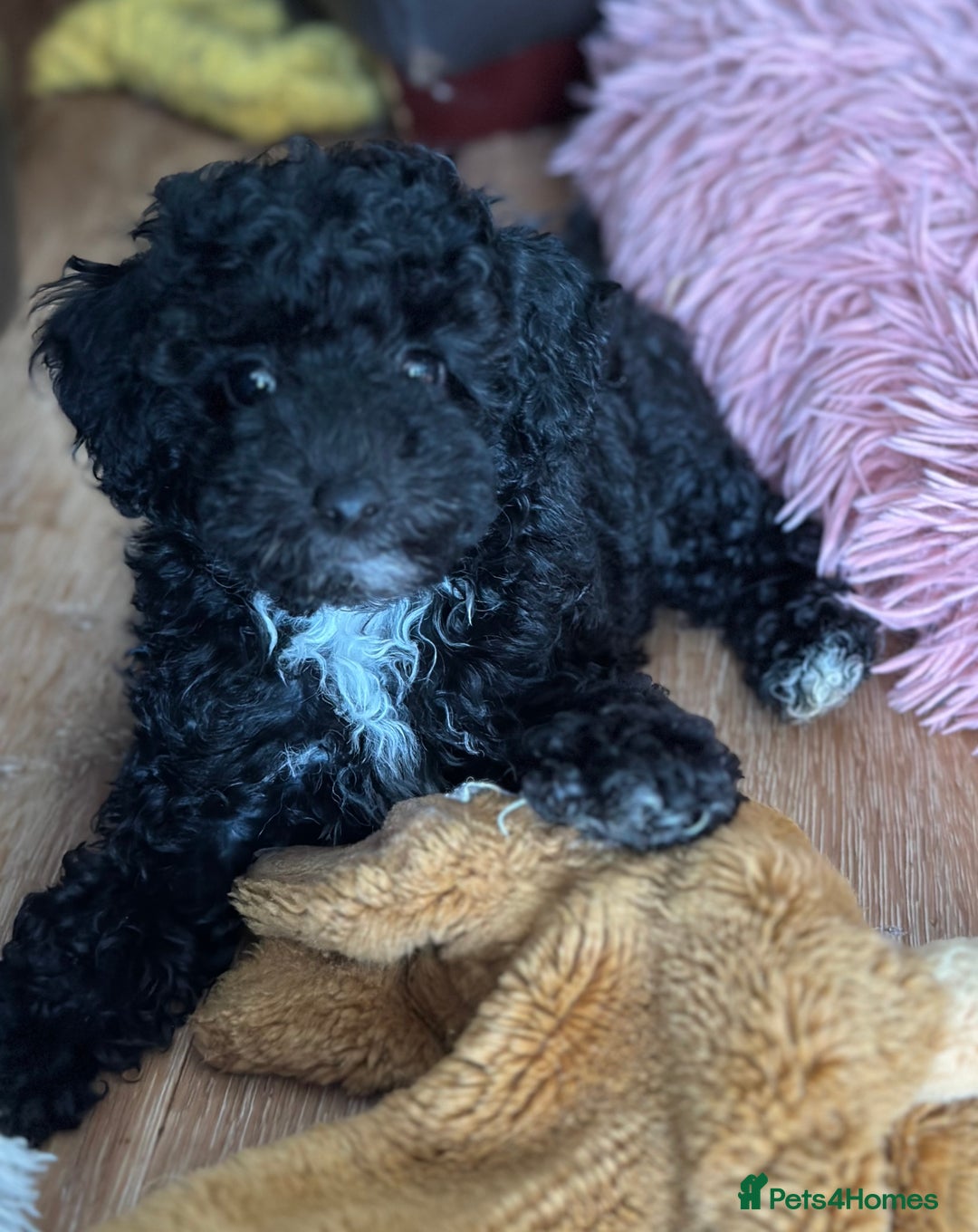 Toy Poodle dogs for sale: Stunning K.C. reg Toy Poodle Puppies - Image 8