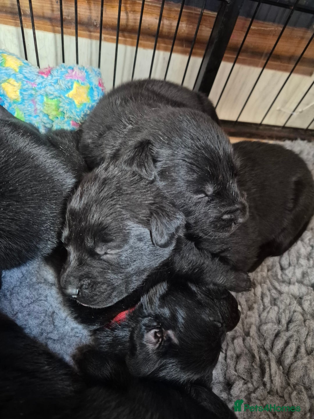 Labrador Retriever dogs for sale: Labrador/ retriever puppies  - Advert 1