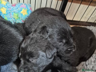 Labrador Retriever dogs Labrador/ retriever puppies - Advert 14