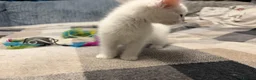 Mixed Breed cats for sale: Adorable White Ragdoll Cross Kittens For Sale - Advert 9