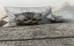 British Longhair cats for sale: 1 male British short hair x American short hair - Image 2