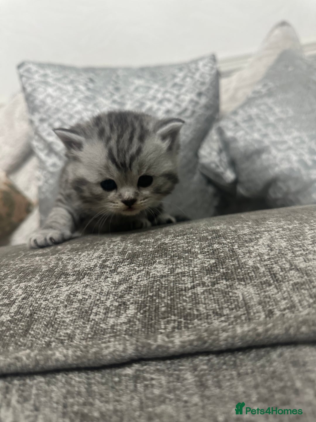 British Longhair cats for sale: 1 male British short hair x American short hair - Image 2
