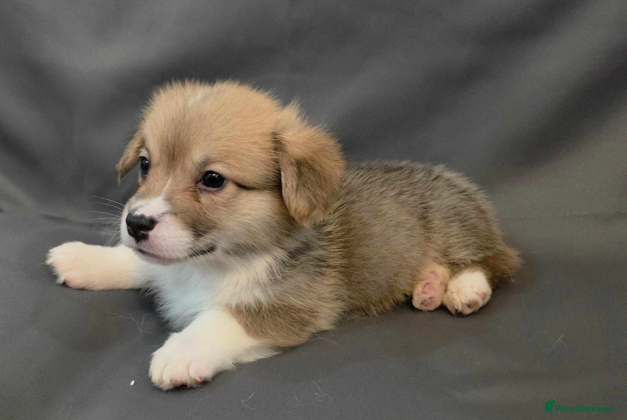 Welsh Corgi Pembroke dogs 33rd Generation RKC Bobtail Pembroke Corgi Pups - Advert 12