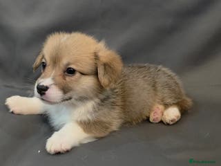 Welsh Corgi Pembroke dogs 33rd Generation RKC Bobtail Pembroke Corgi Pups - Advert 12