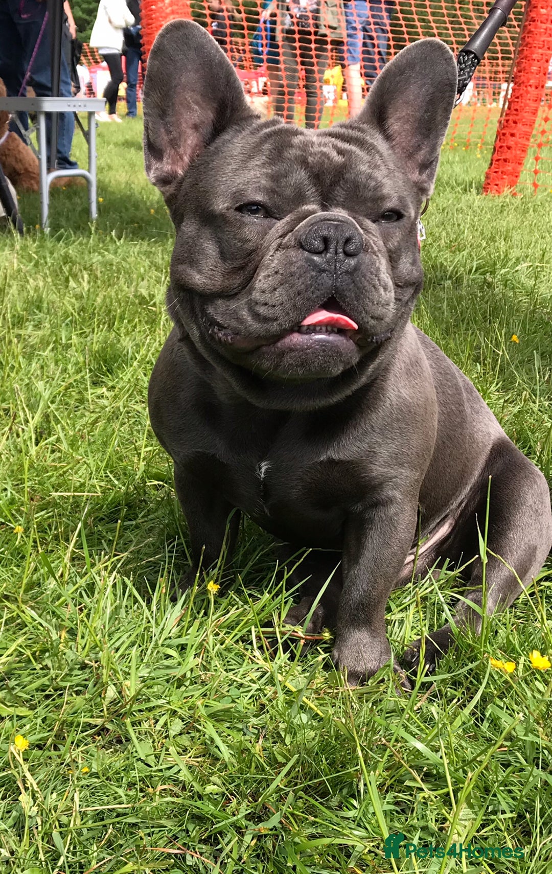 French Bulldog dogs for stud: Blue french bulldog stud boy package deal - Image 1