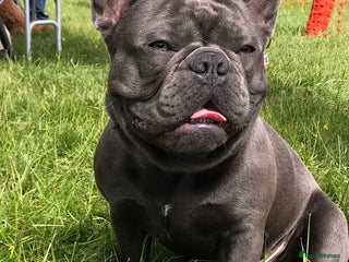 French Bulldog dogs in Basildon - Advert 3