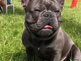 French Bulldog dogs Blue french bulldog stud boy package deal in Basildon - Advert 20