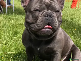French Bulldog dogs Blue french bulldog stud boy package deal in Basildon - Advert 1