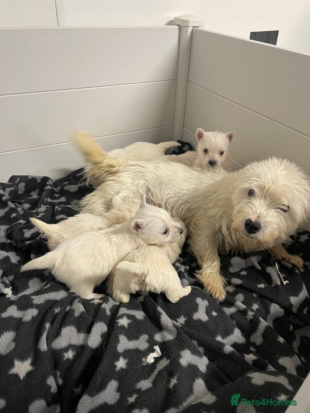 West Highland Terrier dogs for sale: Beautiful west highland puppies - Advert 12