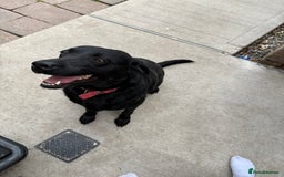 Labrador Retriever dogs for sale: Black Labrador  - Image 1