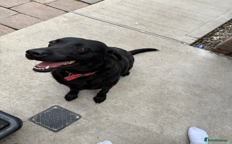 Labrador Retriever dogs - Advert 5