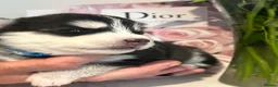 Pomsky dogs for sale: Pomsky Puppy F4 - Advert 15