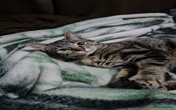 British Shorthair cats for sale: Tabby female cat - Image 4