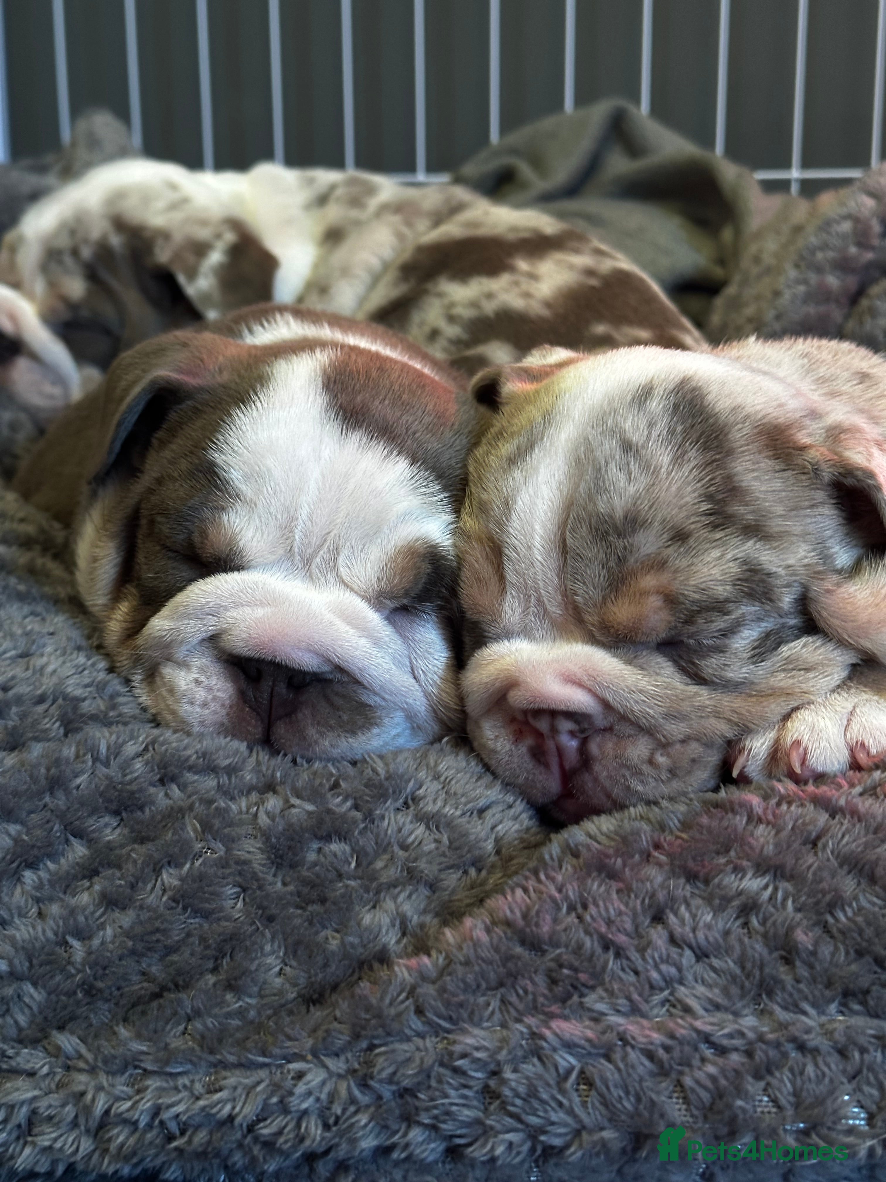 English Bulldog dogs English Bulldog Puppies  - Advert 1