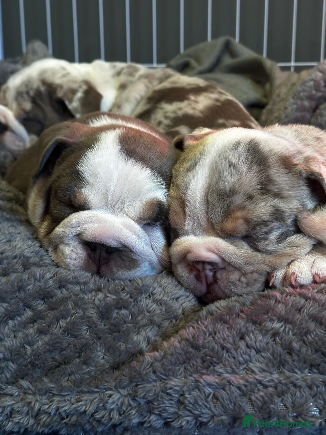 English Bulldog dogs for sale: English Bulldog Puppies  - Advert 1