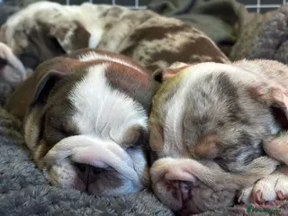 English Bulldog dogs English Bulldog Puppies - Advert 1