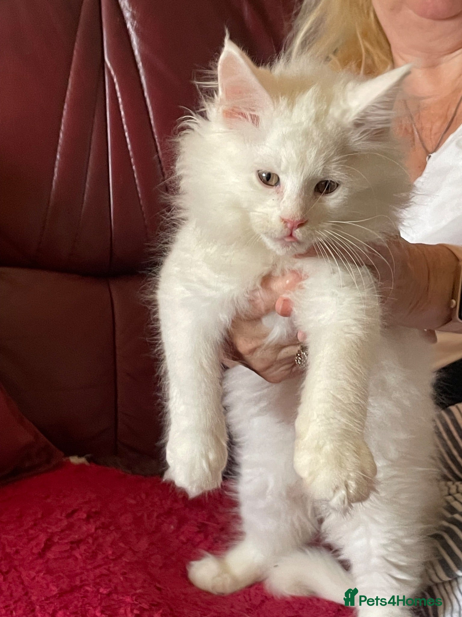 Maine Coon cats White Maine Coon kittens - Advert 10