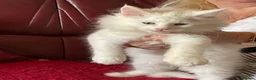 Maine Coon cats for sale: White Maine Coon kittens - Advert 1