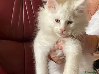 Maine Coon cats White Maine Coon kittens - Advert 4