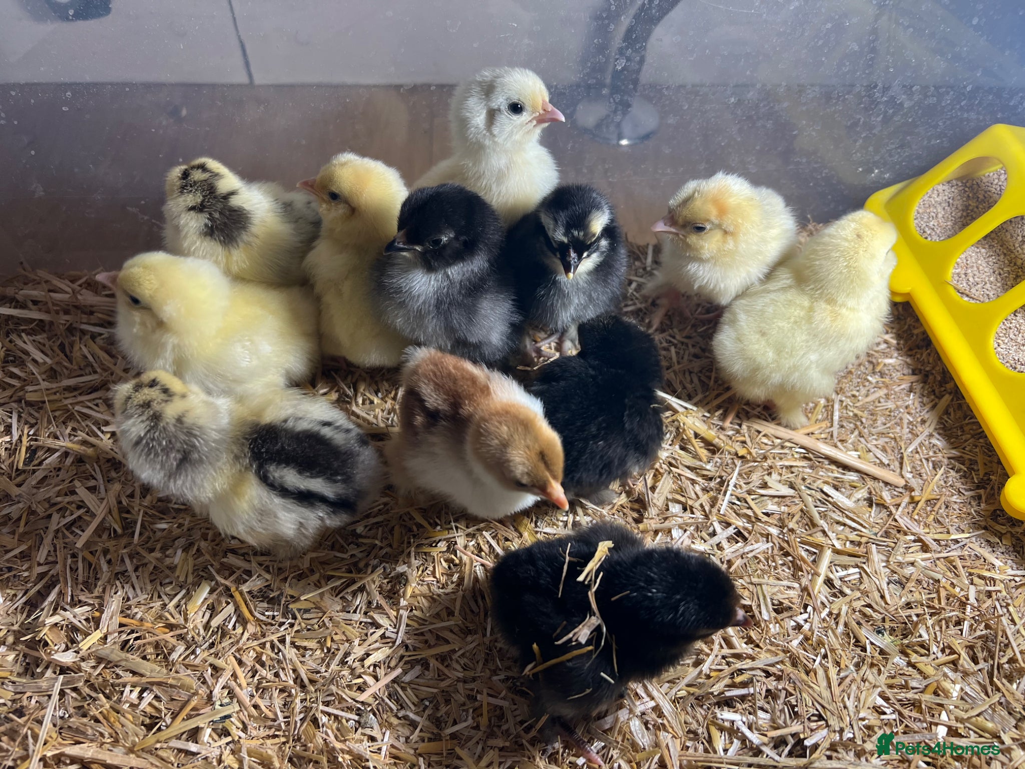 Chickens poultry Day old chicks , two sisters pilkie layers & more - Advert 14