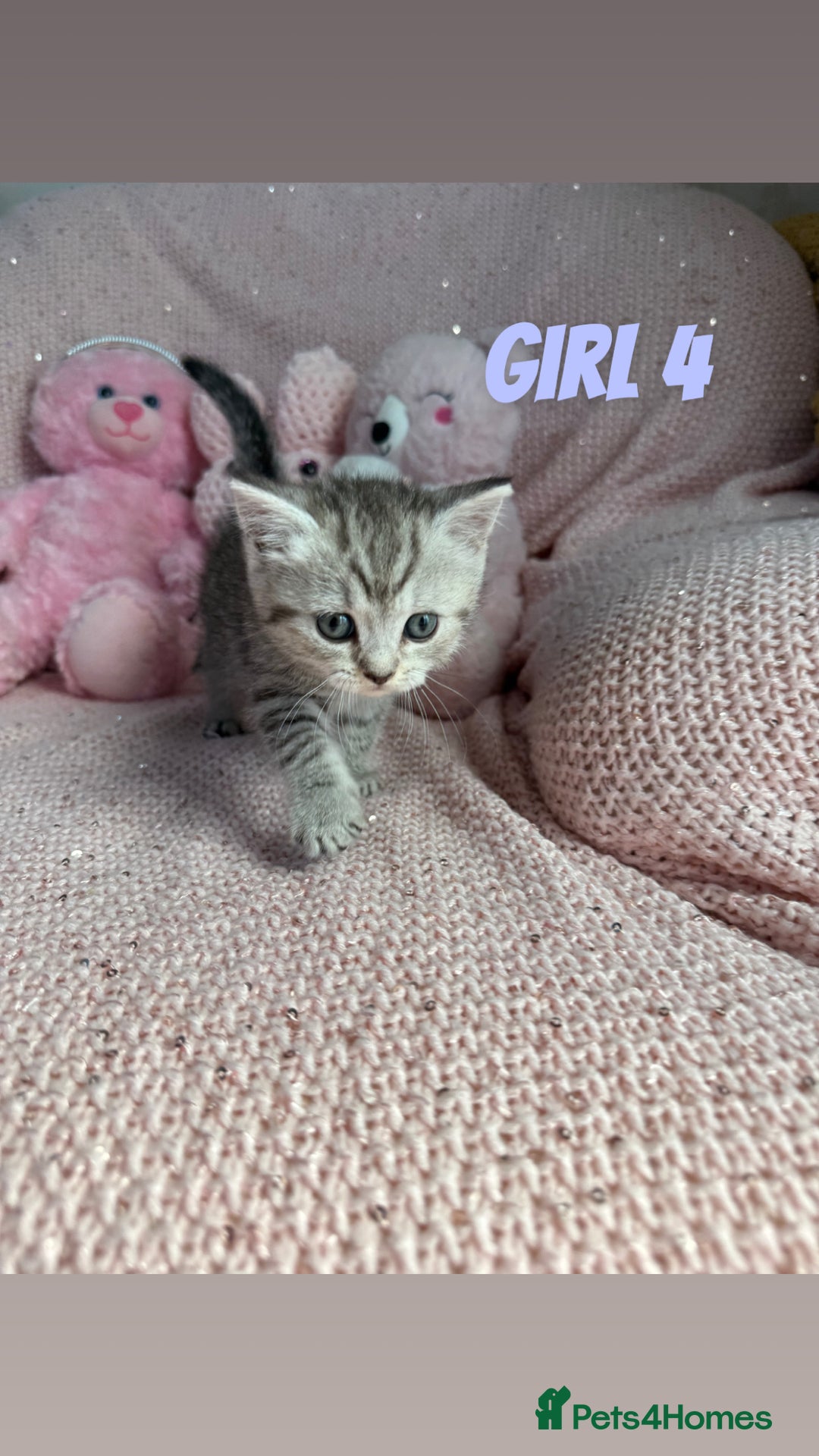British Shorthair cats for sale: *stunning* silver tabby British short haired  - Image 16