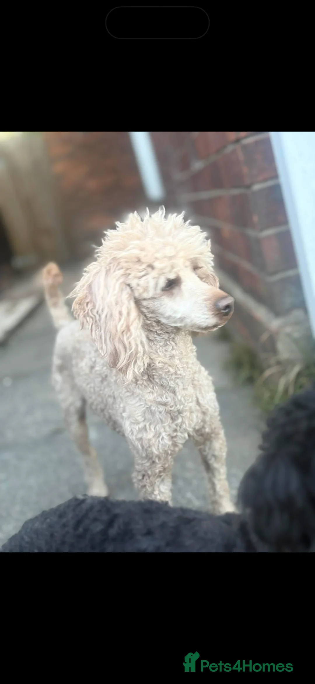 Miniature Poodle dogs for sale: miniature poodle boy  - Advert 2
