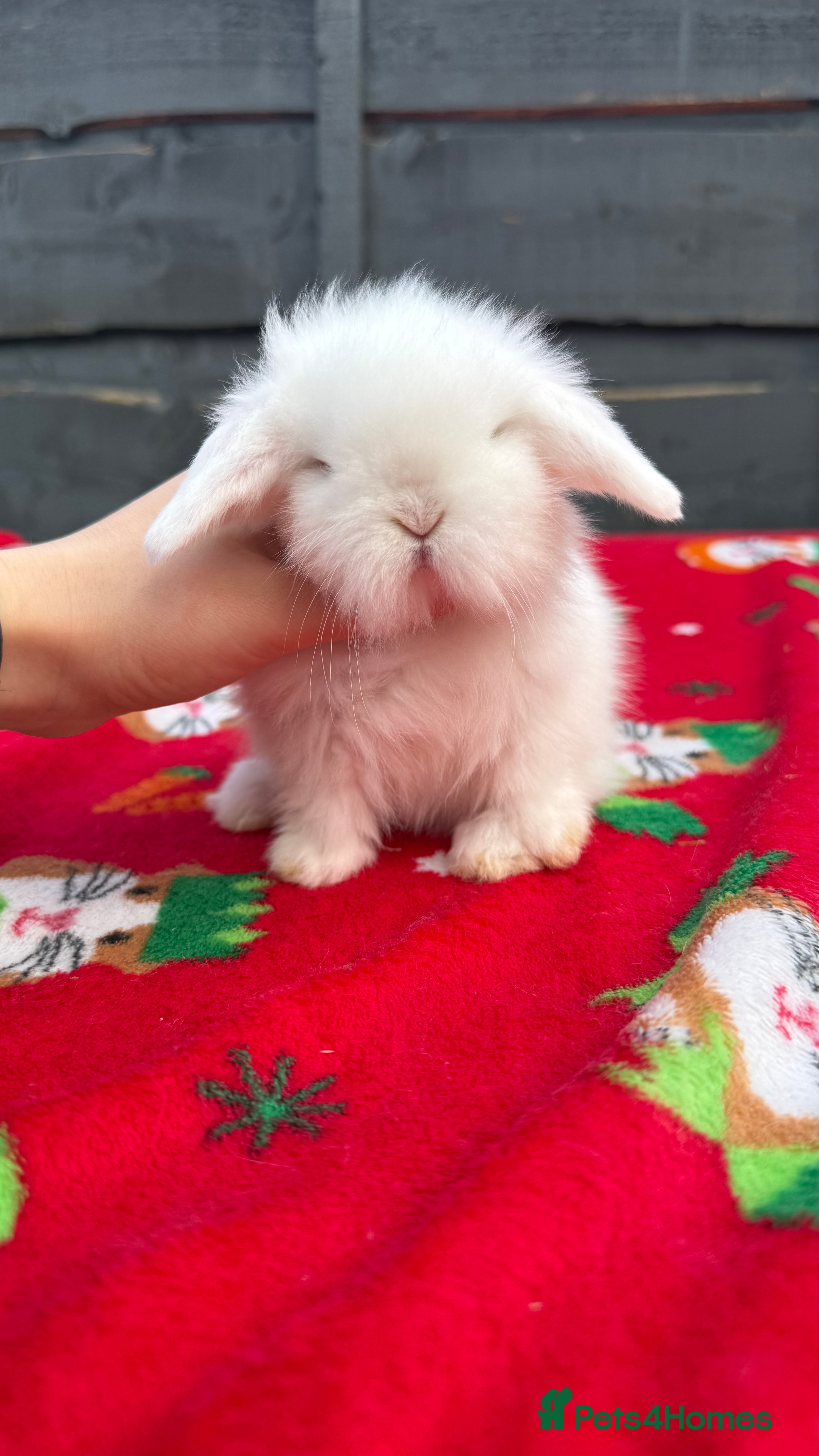 Mini Lion Lop rabbits Beautiful Mini Lion Babies   - Advert 8