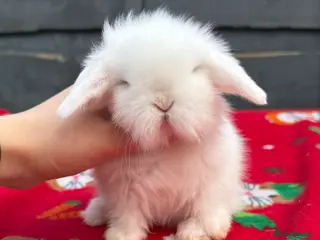 Mini Lion Lop rabbits Beautiful Mini Lion Babies - Advert 8