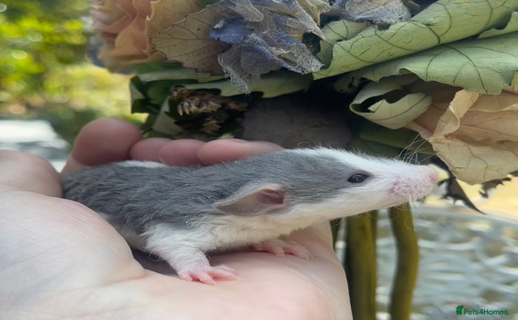 Rat rodents - Advert 4