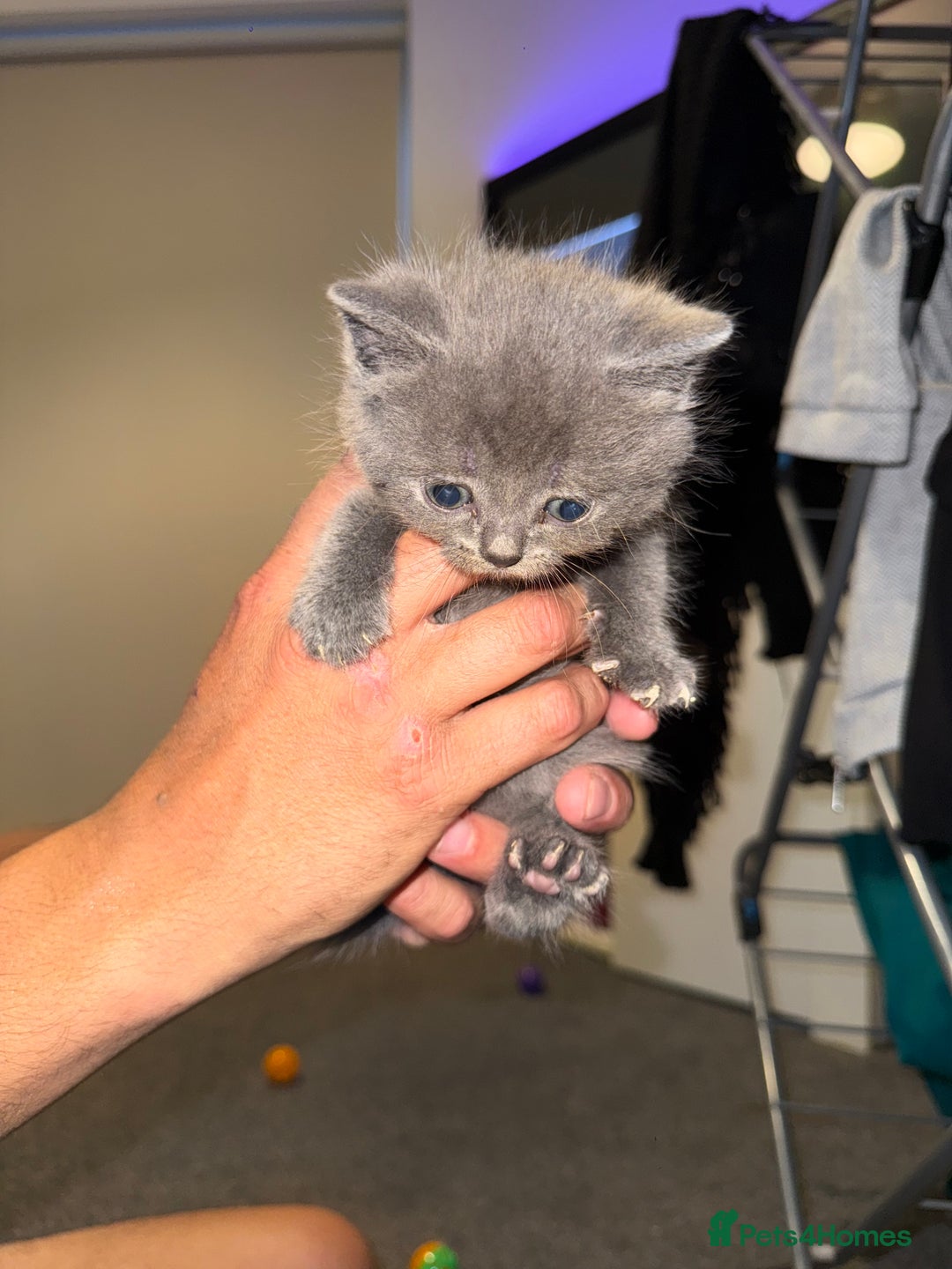 British Shorthair cats for sale: 1 male British blue shorthair kitten - Image 3