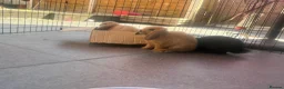 Mini Lop rabbits for sale: 2 beautiful pure bred mini lops  in Stourport-on-Severn - Advert 20