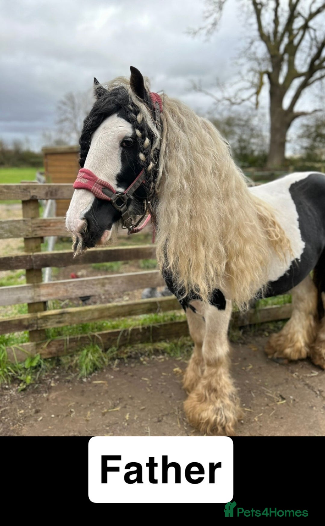 Irish Cob horses for sale: Filly for full loan or sale  - Advert 20