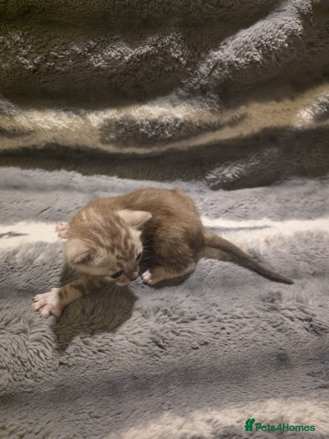 Bengal cats for sale: Rare Bengal babies - Image 18